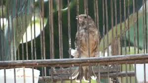 Jantan punya kemampuan vokal yang hebat dan betina cukup tenang. Suara Blackthroat Betina Youtube
