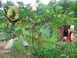 Coscinium plus dihasilkan daripada herba akar mengkunyit yang mengandungi flavanoid ini bertindak sebagai anti oksidan. Petua Merawat Penyakit Resdung Secara Semulajadi Dengan Pokok Kecubung Datura Metel Ohlembab