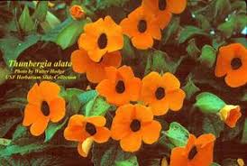 Image result for Thunbergia alata