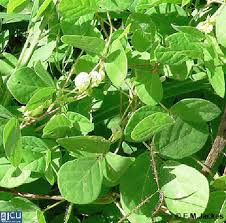 Image result for Macrotyloma