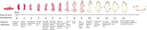 Men And Mice Relating Their Ages Sciencedirect