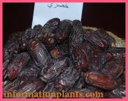Pin On قسم التمور