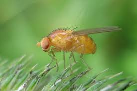 Neature Mouche Bleue