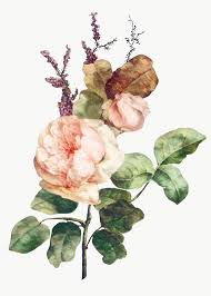 Download Premium Png Of Rose Flower Bouquet Illustration Transparent Png In 2020 Flower Illustration Vintage Floral Backgrounds Rose Illustration