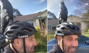 As expected, much of the advice is varied and contradictory — speed up, slow down, travel in groups, go solo, get off your bike and walk, don't get off your bike. Adelaide Man Prepares For Magpie Season With A Very Unusual Helmet Prop Daily Mail Online