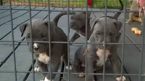Angel city pit bulls offers fantastic breed ambassadors for adoption. The Cutest Blue Nose Pitbull Puppies Videos