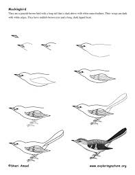 Bird Drawing For Kids Step By Step Drawing Realistic Birds Step By Step Mockingbird Drawing Lesson Bird Drawings Realistic Drawings Drawings