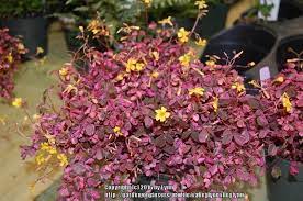 A shamrock plant, oxalis, has three triangular leaflets that can be purple or green and pink or white flowers. Wood Sorrel Oxalis Plum Crazy In The Wood Sorrels Database Garden Org