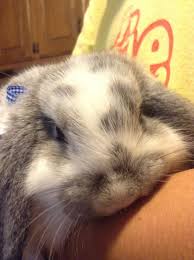 Pin On Somebunny