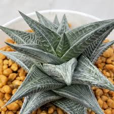 Image result for Haworthia limifolia