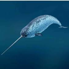 Secara umum, cetacea dibagi menjadi dua sub ordo, yaitu odontoceti dan mysticeti. Ini 9 Fakta Unik Paus Hewan Penyerap Karbon Terbesar Dunia Mongabay Co Id Mongabay Co Id