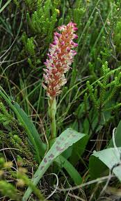 Image result for Disa fragrans