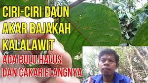 We did not find results for: Ciri Ciri Akar Bajakah Asli Kalimantan Dilihat Dari Daun Dan Batangnya Youtube