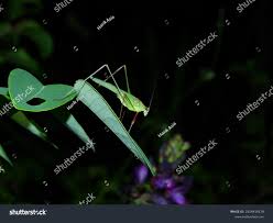 Image result for Millettia bussei