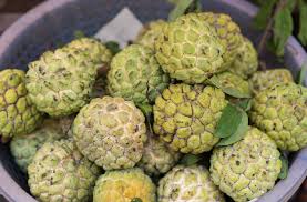 The spanish traders and others brought it to asia where its old mexican name ate may still be found in bengali ata, nepalese aati, sinhalese katu atha. Tropical Fruit Photo Gallery