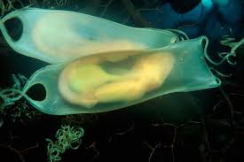 Discover Which Sharks Lay Eggs Shark Eggs Fish Pet