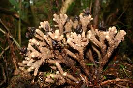 Image result for Balanophoraceae