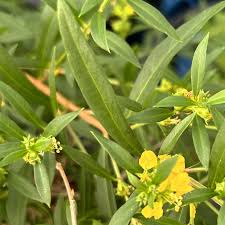 Image result for Heimia salicifolia