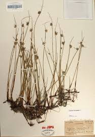 Image result for Cyperus laevigatus