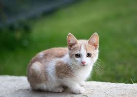 Sokaktan Kedi Aldim Ne Yapmaliyim Kedi Blog