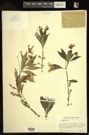 Image result for Impatiens mildbraedii