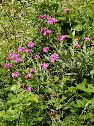 Image result for Silene abyssinica