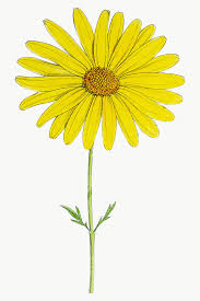 Download Premium Png Of Hand Drawn Yellow Flower Transparent Png 2094599 In 2020 Yellow Flowers Flower Illustration Yellow Daisy Flower
