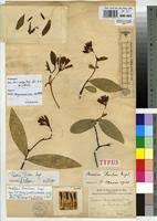 Image result for Peddiea