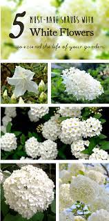 Larksilk hydrangea silk flower bush, seven heads per bush, uv resistant, indoor & outdoor silk plant, adjustable stem, rich green leaves, wedding ailanda 4pcs artificial flowers bouquet fake plants eucalyptus with white rose outdoor uv resistant faux plastic greenery shrub bush. 5 Must Have Shrubs With White Flowers To Extend The Life Of Your Garden White Flowers Garden White Flowering Shrubs White Flowers