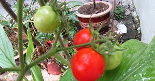 12 cara pengelolaan tanah budidaya tomat. Booster Tanaman Anda Mudahnya Tanam Pokok Tomato
