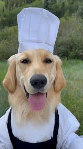 Chef Badger (@cookingwithbadger) • Instagram photos and videos