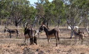 Rabbits in australia are european rabbits (oryctolagus cuniculus) in the lagomorph family. Invasive Species And Habitat Loss Our Biggest Biodiversity Threats Uq News The University Of Queensland Australia