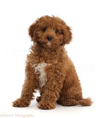 Dog Red Cavapoo Puppy Photo Wp46727
