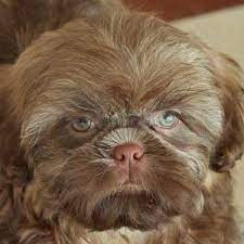 This shih tzu puppy is just adorable! Chocolate Shih Tzu Puppy Heavenly Puppies