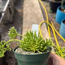 Image result for Rhipsalis