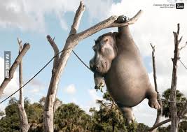 Can you say what a seal does at the zoo? Monkey Hippo 9gag