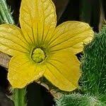 Image result for Cucumis sacleuxii