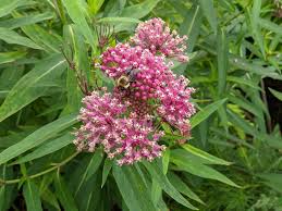 Image result for Asclepias foliosa