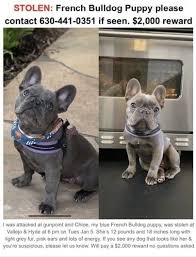 All of our french bulldog puppies go through extensive medical exams to ensure there health is in check. French Bulldogs Iheartdogs Com