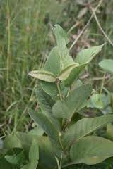 Image result for Psophocarpus lancifolius