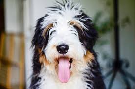All rocky mtn bernadoodle puppies come with a spay and neuter contract. Bernedoodle And Sheepadoodle Puppies In Tennessee By Ocoee River Doodles