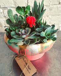 Find out why, how much and what type of light your plant needs to keep on thriving. Cacti Succulent Care The Prickly Hippie