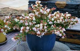 Image result for Craibia grandiflora