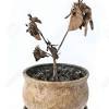 While this is usually the case, lucky bamboo plants can grow up to 5 feet (1.5 m) tall and the leaves can reach 7 inches (18 cm) long! 1