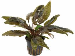Cryptocoryne wendtii, the wendt's water trumpet, is a species of herb which is a popular aquarium plant which is native to sri lanka. Cryptocoryne Wendtii Tropica Jetzt Ab 4 99 Kaufen Pflege