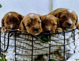 We did not find results for: 7 Best Cockapoo Breeders In Illinois 2021 We Love Doodles