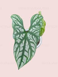 Image result for Cercestis