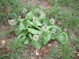 Image result for Eriospermum roseum