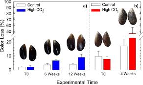 Mussel nutritional value and analysis. Linking Social Preferences And Ocean Acidification Impacts In Mussel Aquaculture Scientific Reports