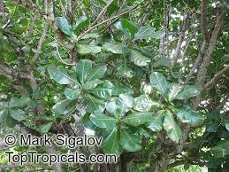 Image result for Barringtonia asiatica